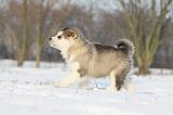 ALASKAN MALAMUTE 291